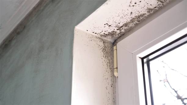 Best Attic Mold Remediation in Moorestown Lenola, NJ