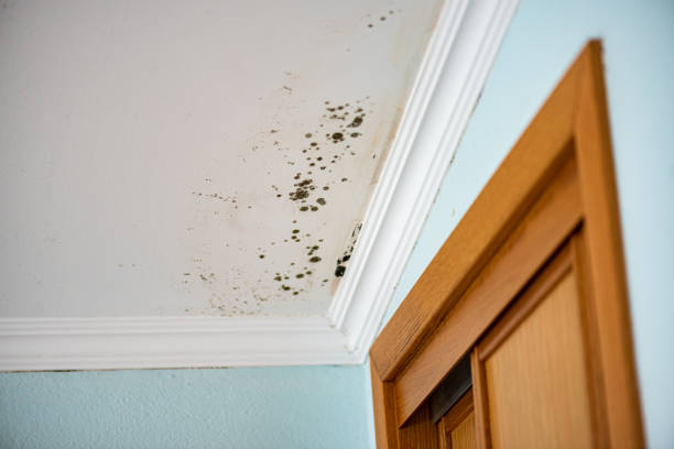 Best Mold Testing and Inspection Services in Moorestown Lenola, NJ