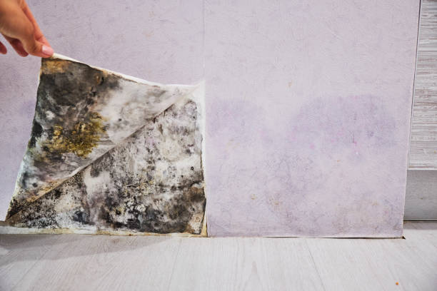 Best Black Mold Remediation in Moorestown Lenola, NJ